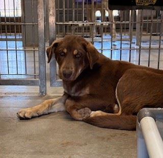 Sweet pup found near Fox Hall.